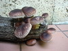 Šitake